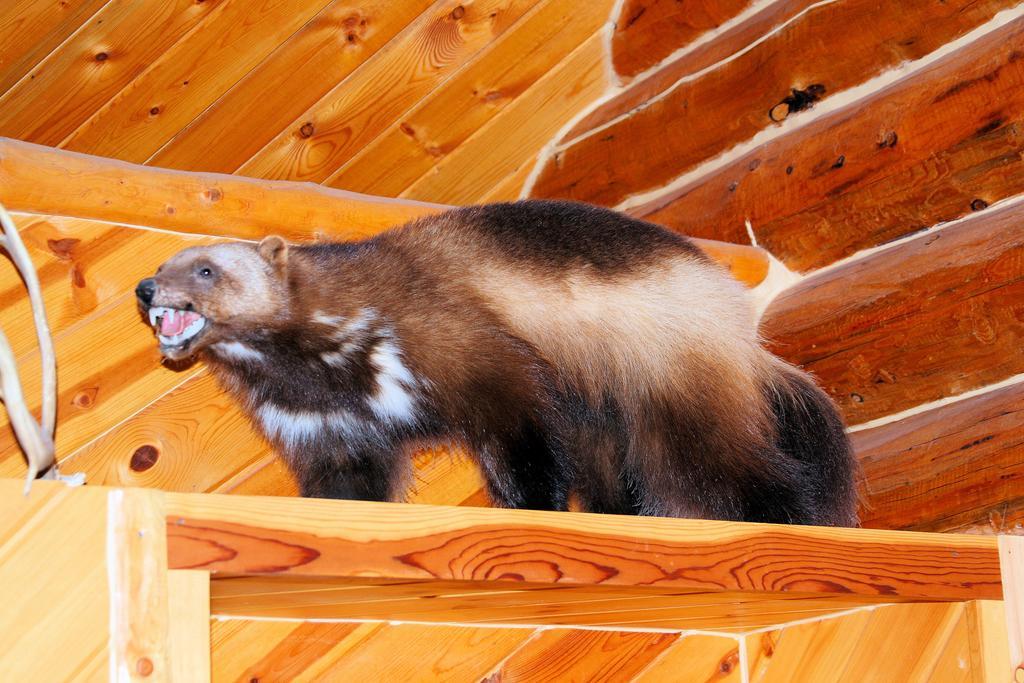 聪明的老猎人山林小屋 Anchor Point 客房 照片